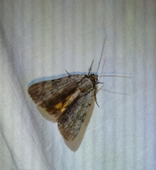 Catocala gracilis