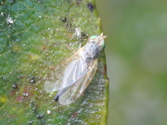 Acanthiophilus helianthi