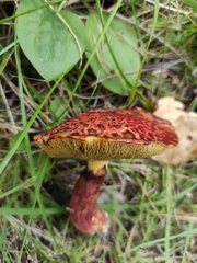 Suillus asiaticus