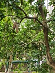 Kigelia africana