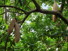Kigelia africana