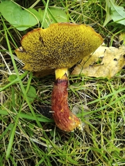 Suillus asiaticus