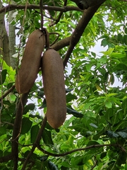 Kigelia africana