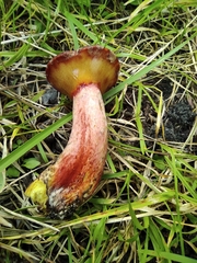 Suillus asiaticus