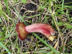 Suillus asiaticus