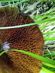 Suillus asiaticus