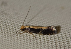 Monopis obviella