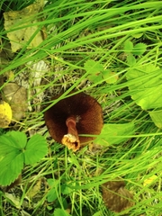 Suillus asiaticus