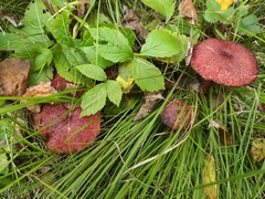 Suillus asiaticus