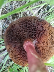 Suillus asiaticus