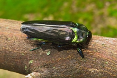 Colobogaster