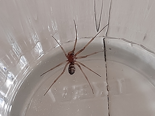 False Black Widow, 3893 DW Zeewolde, Nederland, photo 8 of 10