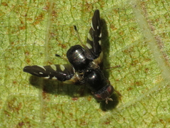 Aciura coryli