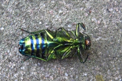 Colobogaster
