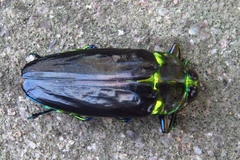 Colobogaster