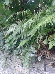 Dryopteris