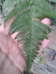 Dryopteris