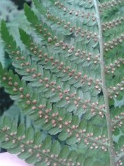 Dryopteris