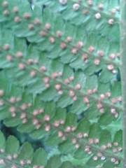 Dryopteris
