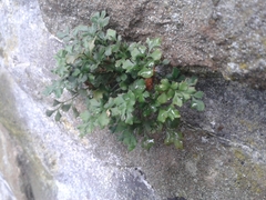 Asplenium ruta-muraria