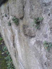 Asplenium ruta-muraria