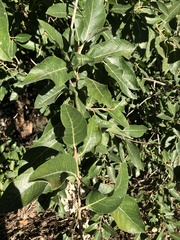 Ficus opposita