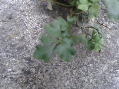 Asplenium ruta-muraria