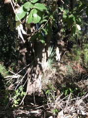Ficus opposita