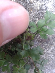 Asplenium ruta-muraria