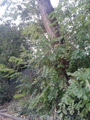 Robinia pseudoacacia