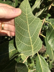 Ficus opposita