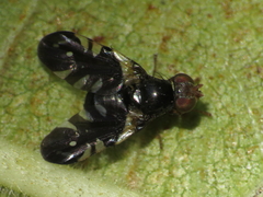 Aciura coryli