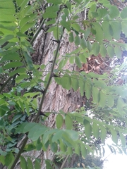 Robinia pseudoacacia