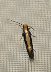Monopis obviella