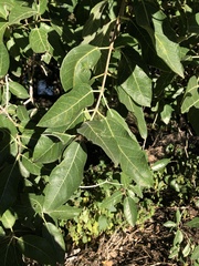 Ficus opposita