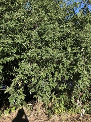 Ficus opposita