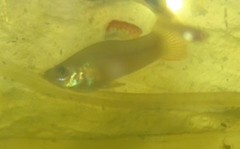 Poecilia gillii