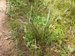 Lomandra multiflora dura