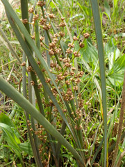 Lomandra multiflora dura