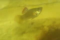 Poecilia gillii