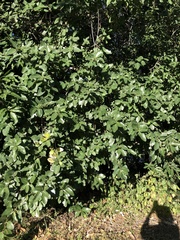 Ficus opposita