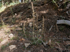 Omalotheca sylvatica