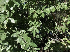 Ficus opposita