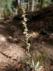 Omalotheca sylvatica