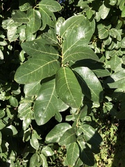 Ficus opposita