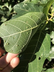 Ficus opposita