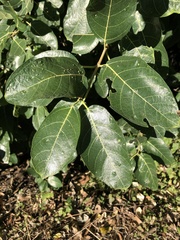 Ficus opposita