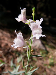 Linaria nivea
