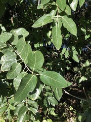 Ficus opposita