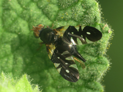 Aciura coryli